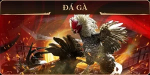 Cách Chơi Đá Gà GA28 Miso88 Đỉnh Cao Với Trận Đấu Kịch Tính 2025