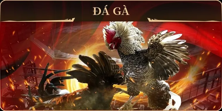 Cách Chơi Đá Gà GA28 Miso88 Đỉnh Cao Với Trận Đấu Kịch Tính 2025 1 Cách Chơi Đá Gà GA28 Miso88 Đỉnh Cao Với Trận Đấu Kịch Tính 2025