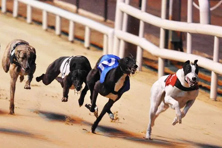 Cách Chơi Game Nhanh Đua Chó Tại Miso88 Dễ Thắng Trong Vài Phút 1 Cách Chơi Game Nhanh Đua Chó Tại Miso88 Dễ Thắng Trong Vài Phút