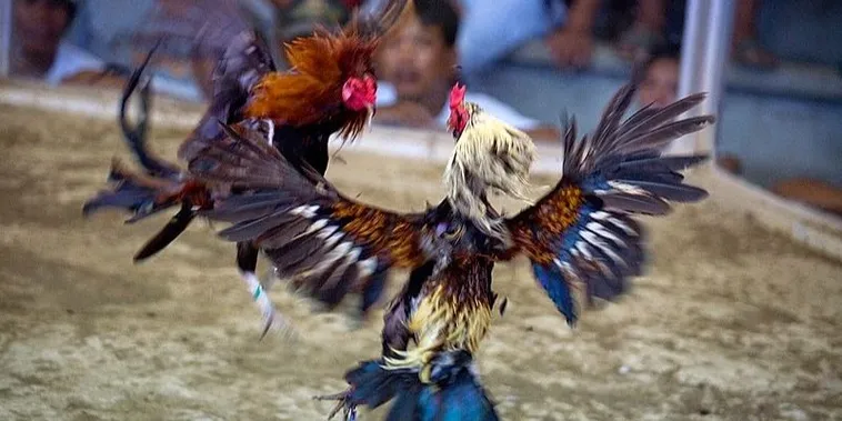 Cách Chơi Đá Gà Sabong Miso88 Kịch Tính Với Tỷ Lệ Thưởng Cao 2025 1 Cách Chơi Đá Gà Sabong Miso88 Kịch Tính Với Tỷ Lệ Thưởng Cao 2025