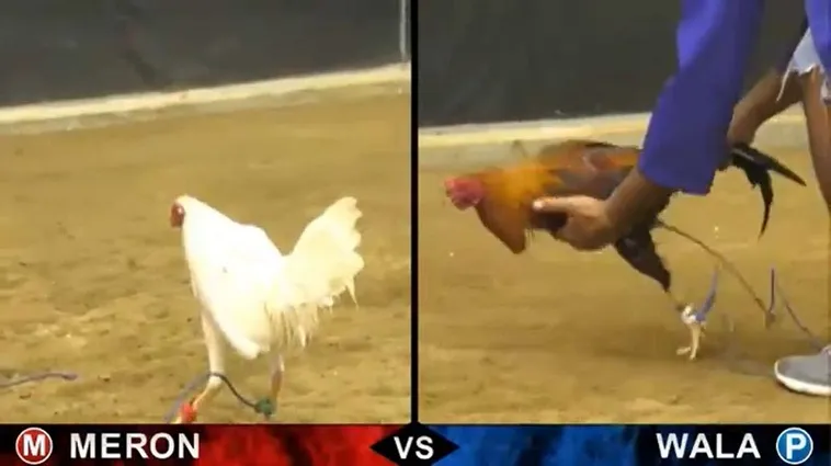 Đá Gà Miso88 Dẫn Đầu Xu Hướng Cá Cược Trực Tuyến Hấp Dẫn Nhất 2025